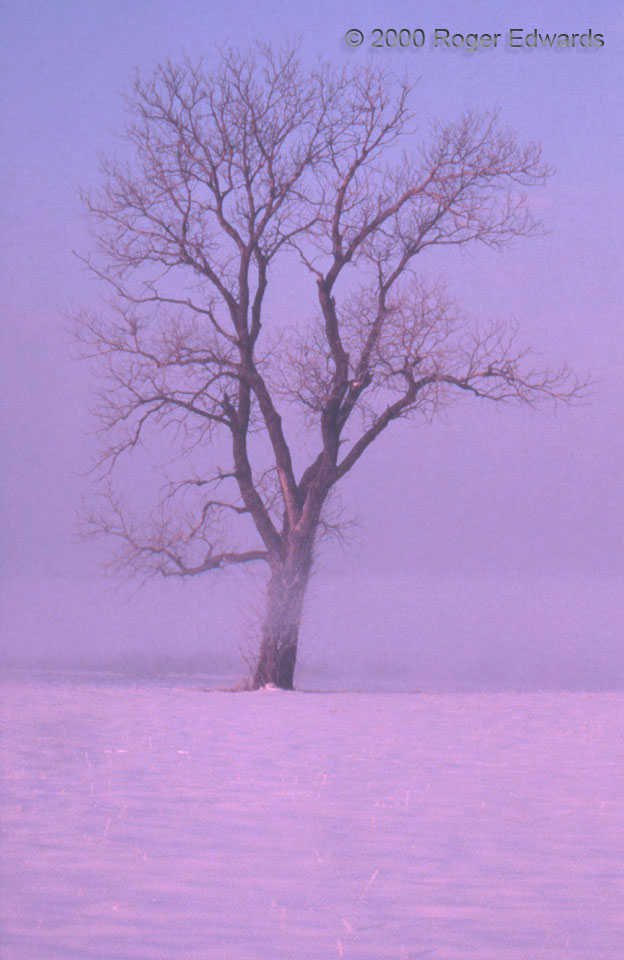 Lone Tree (snow at sunrise)