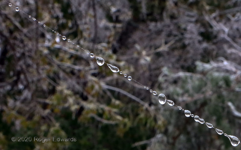 Ice Beads on Spider Web