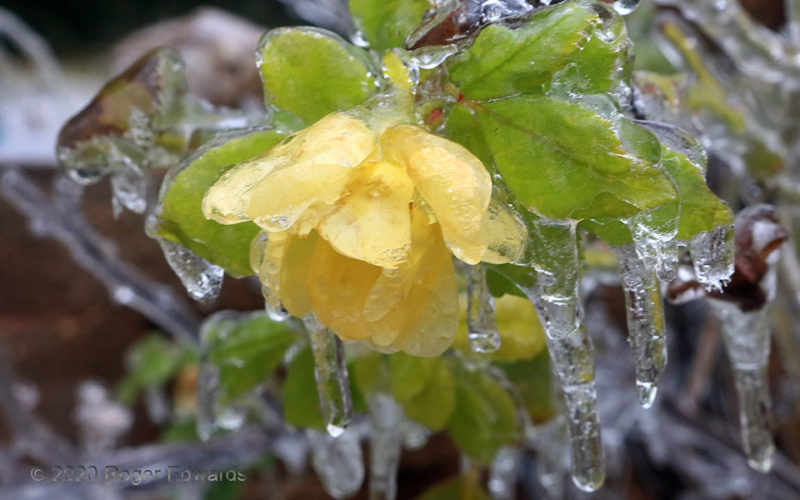 Yellow Rose Froze