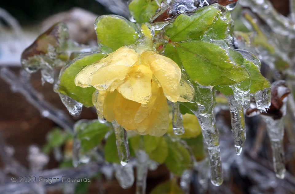 Yellow Rose Froze