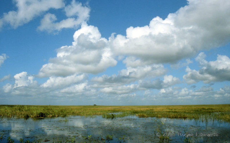 Cumulus Humilis, Everglades