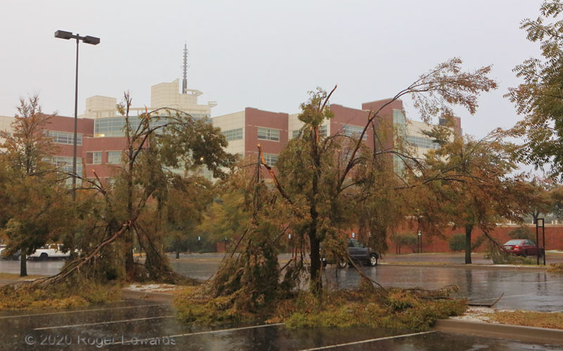 Busted Trees at NWC
