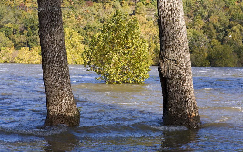 Three Tree Trunks in the Torrent