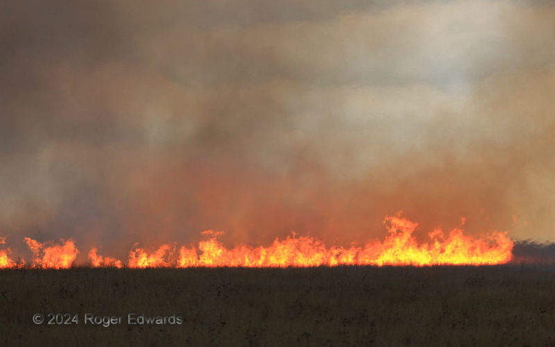 Grass Fire Advancing