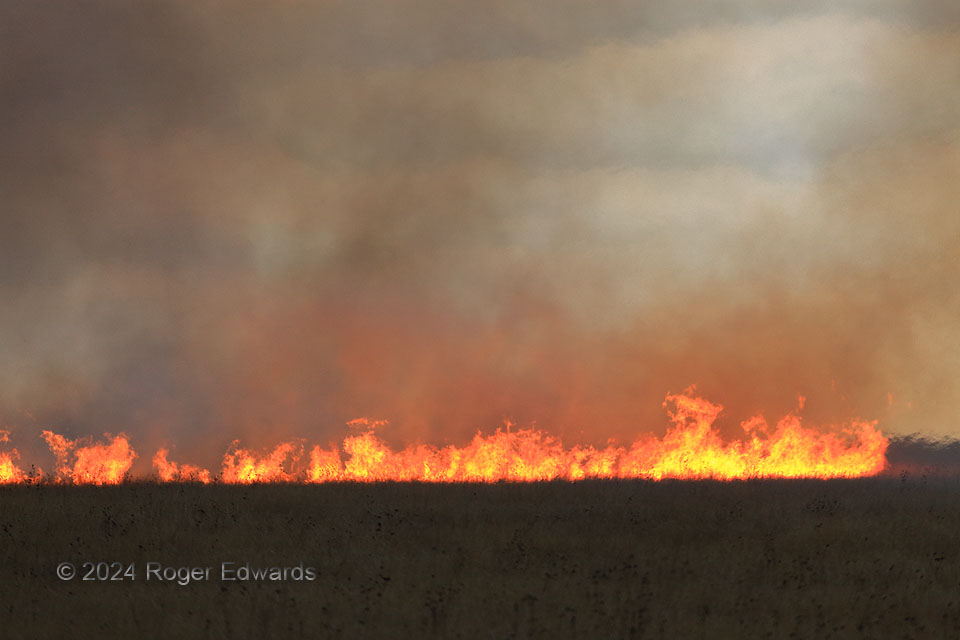 Grass Fire Advancing