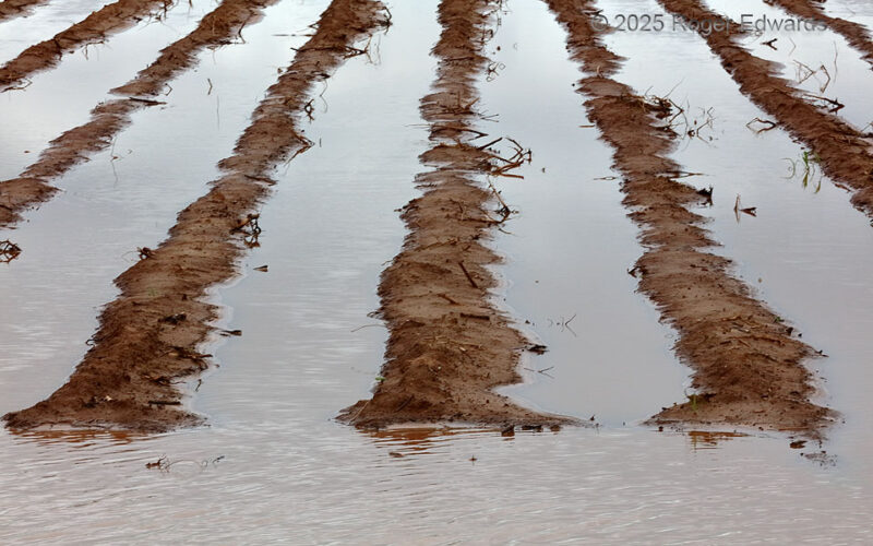 Furrow Flooding