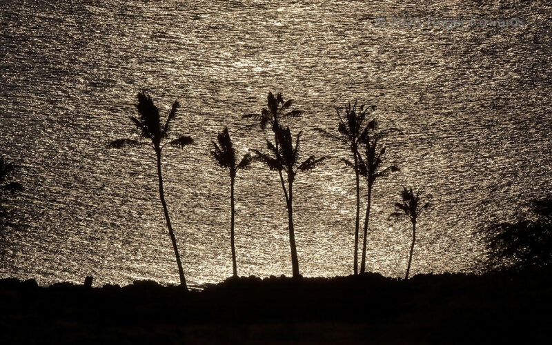 Ocean Silhouette: Hawaiian Palms