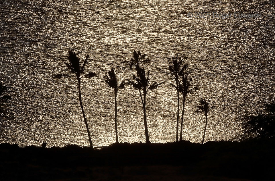 Ocean Silhouette:  Hawaiian Palms