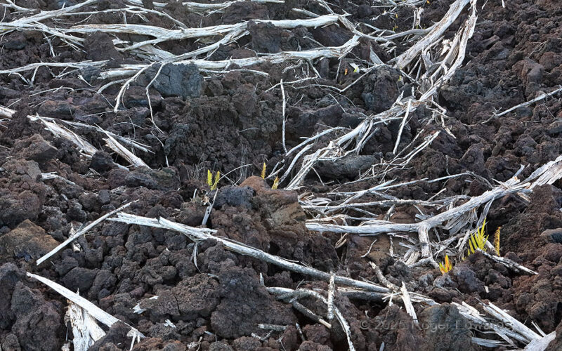 2018 East Rift Skeletons