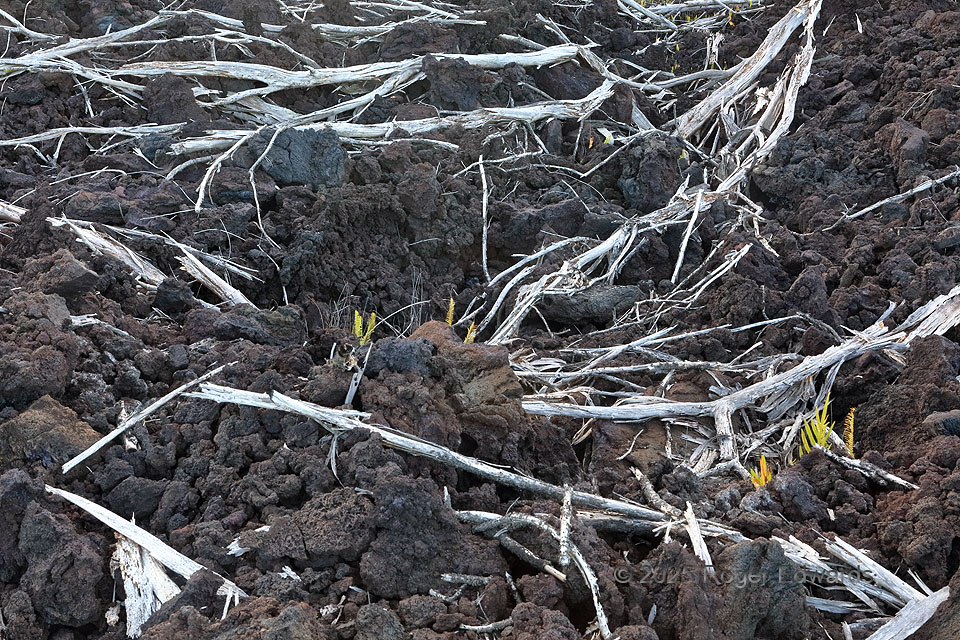 2018 East Rift Skeletons