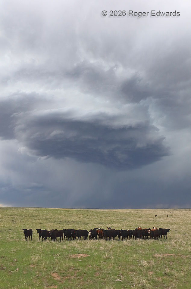 We Had Cows