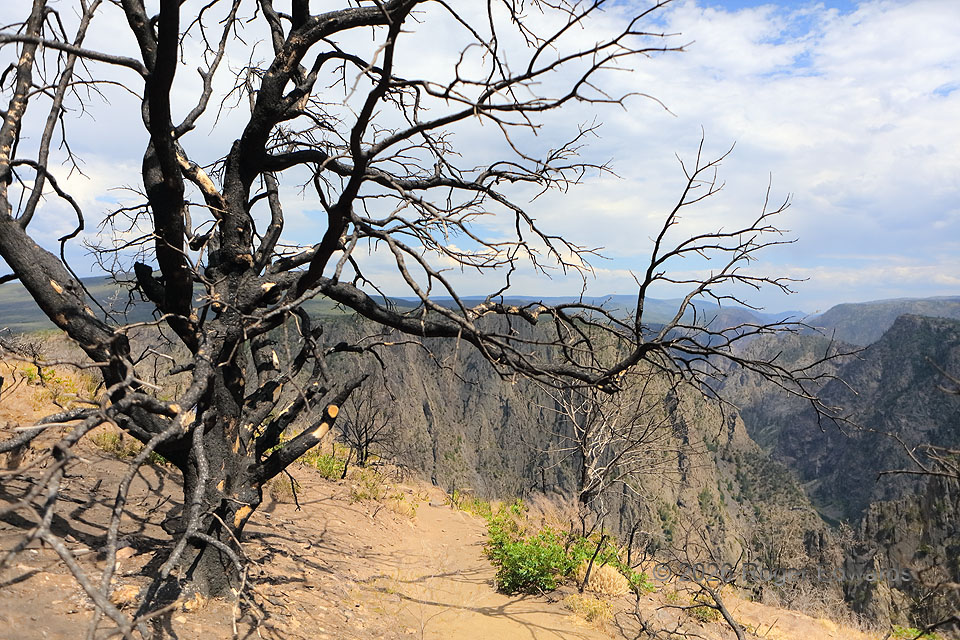 Burn Scar, Black Canyon
