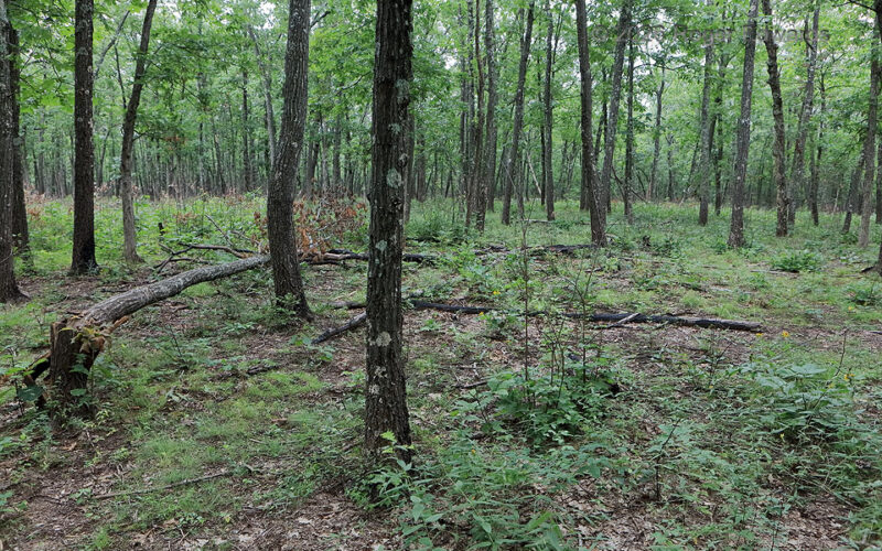 Old Blowdown Forensics